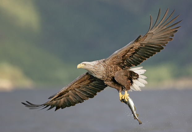 --Hawk 3 - ������� (����������)