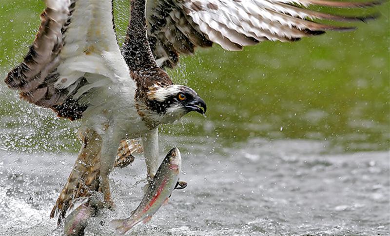--Hawk 4 -  ()