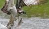 Hawk 4 -  ()