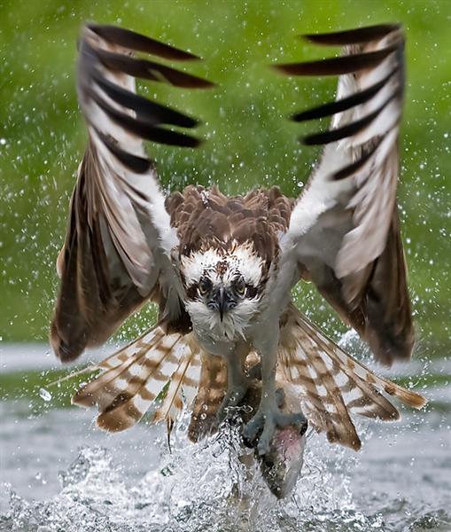 --Hawk 5 -  ()