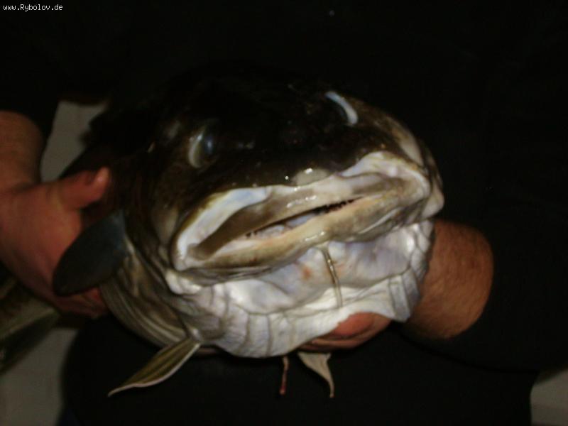 --��� ���� ��...! Dorsch 11kg - ������� (����������)