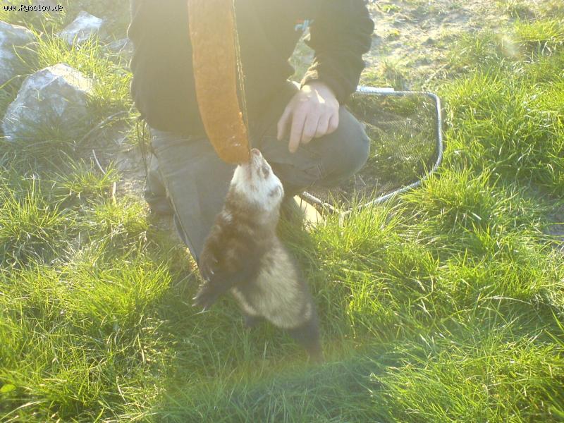 --����� - ������� (����������)