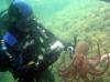 ��������� - ������� (����������)