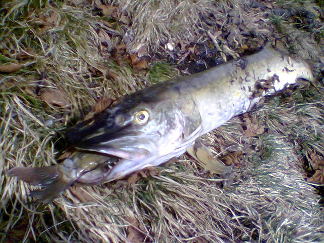 --malzeit-karp32cm -  ()