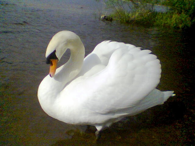 --ruchnoj lebedj - ������� (����������)