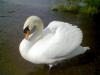 ruchnoj lebedj -  ()