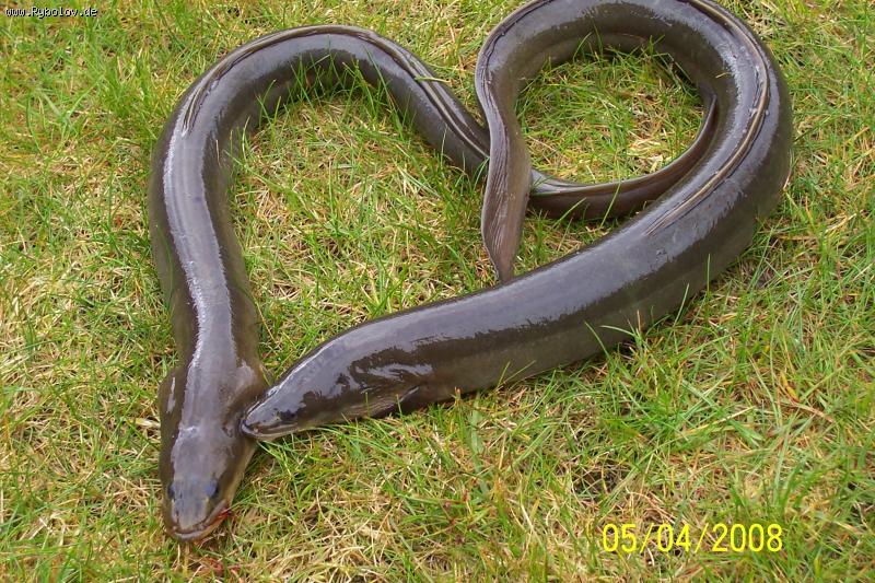 --Aal  (����) - ������� (����������)