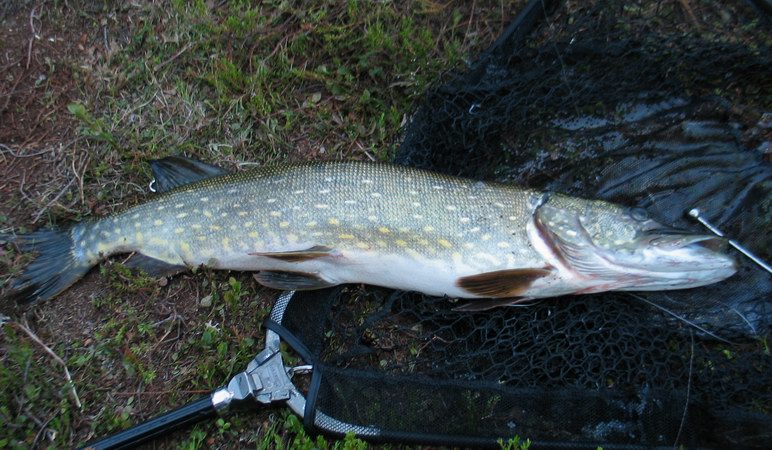 --���� ��� ������������ - ������� (����������)