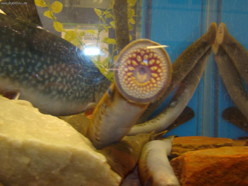 --��������� ������� - ������� (����������)