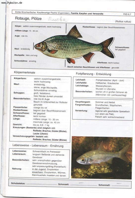 --Rotauge - ������� (����������)