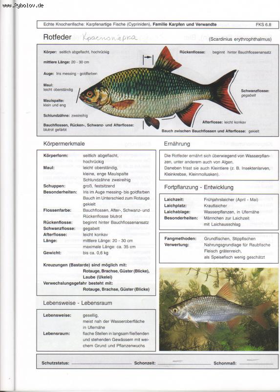 --Rotfeder - ������� (����������)