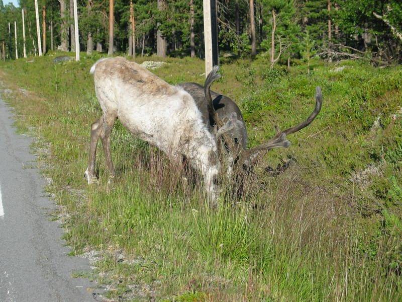 --������ - ������� (����������)