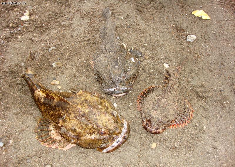 --������� �� �������� - ������� (����������)