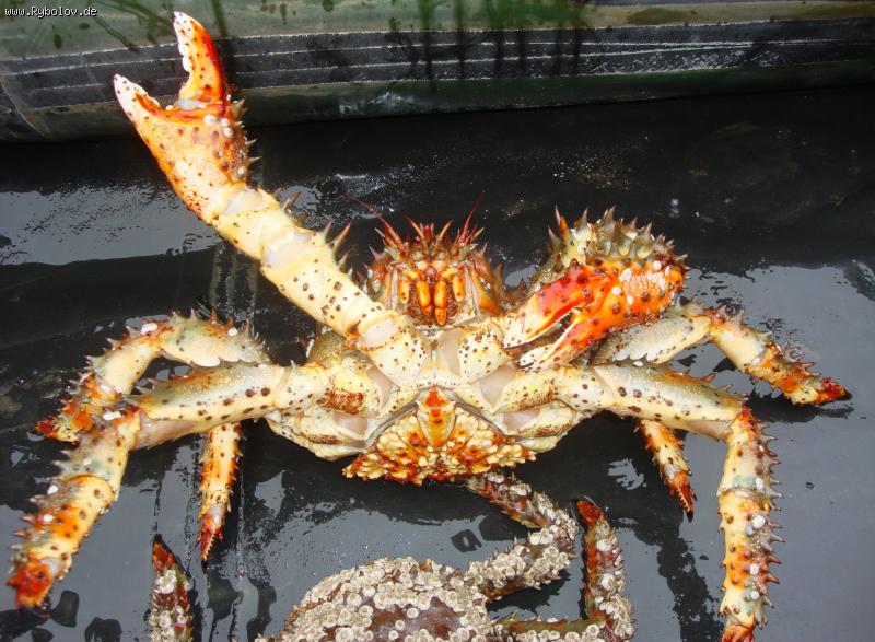 --������� �� �������� ������ 2008 - ������� (����������)