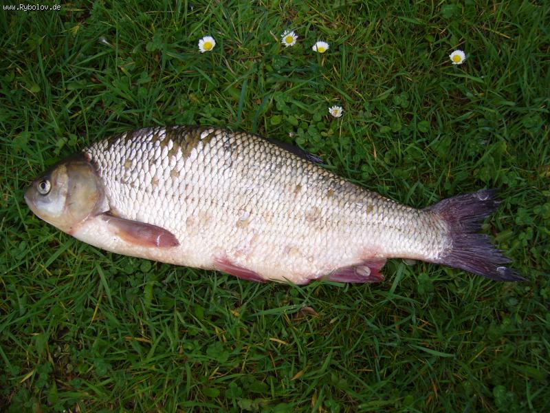 --����� ������ - ������� (����������)