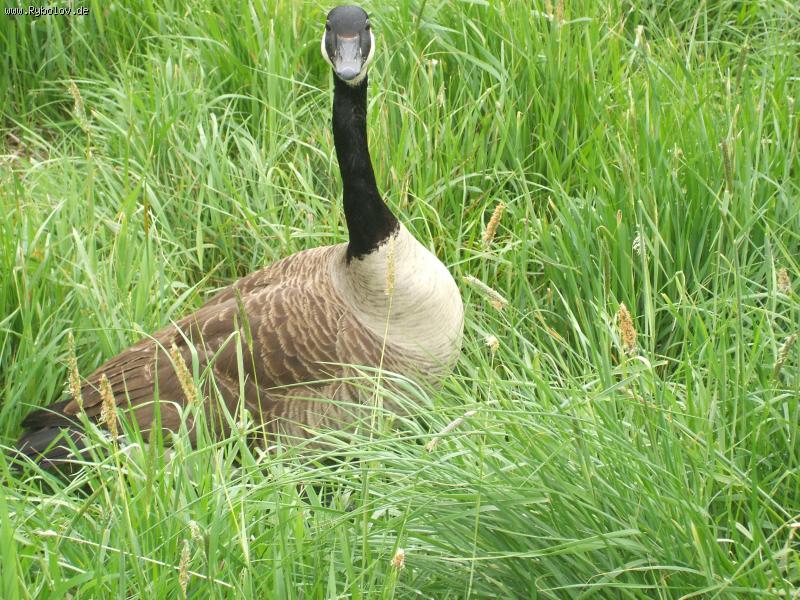 --��������� ���� - ������� (����������)