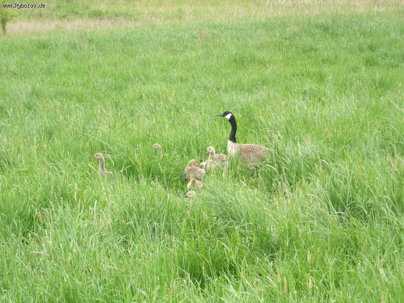 --��������� ���� � ���������� - ������� (����������)