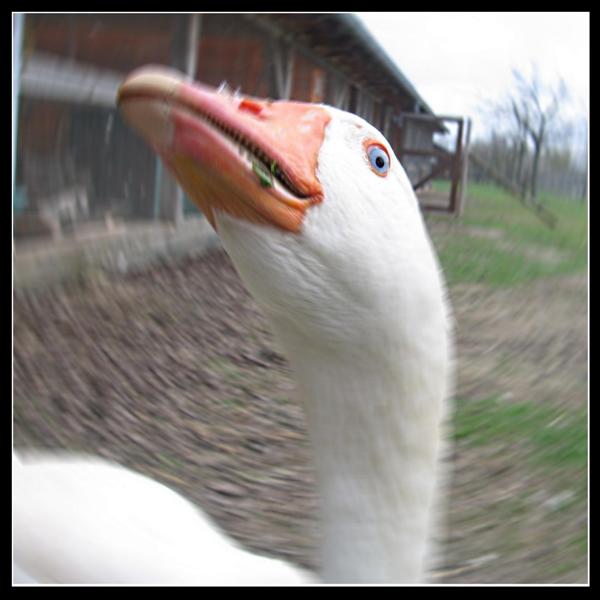 --������ �� ���� �����. - ������� (����������)