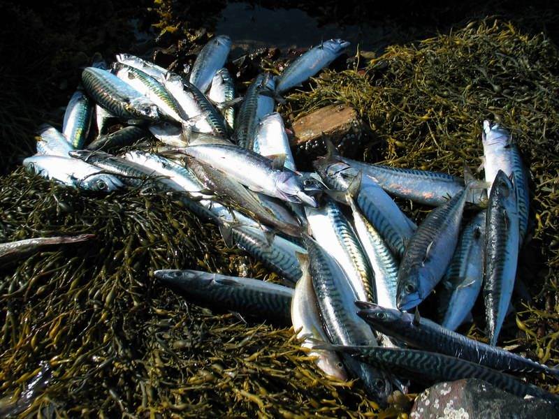 --�������� - ������� (����������)