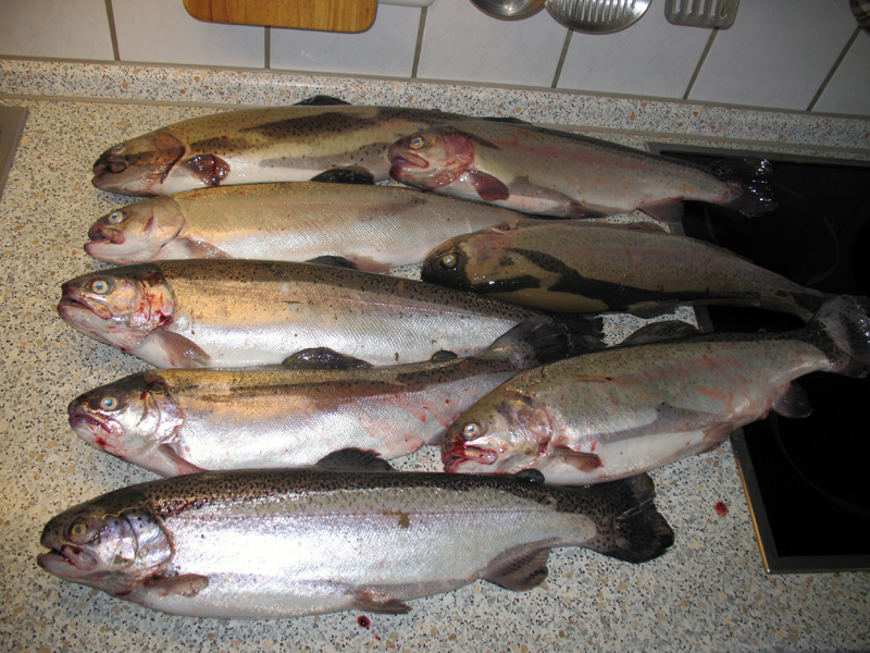 --Forell_1 - ������� (����������)