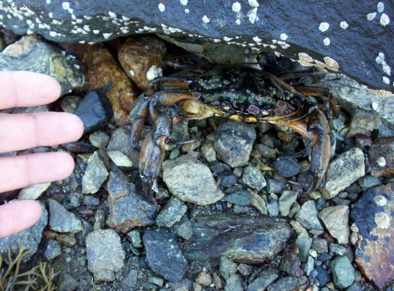 --���� - ������� (����������)