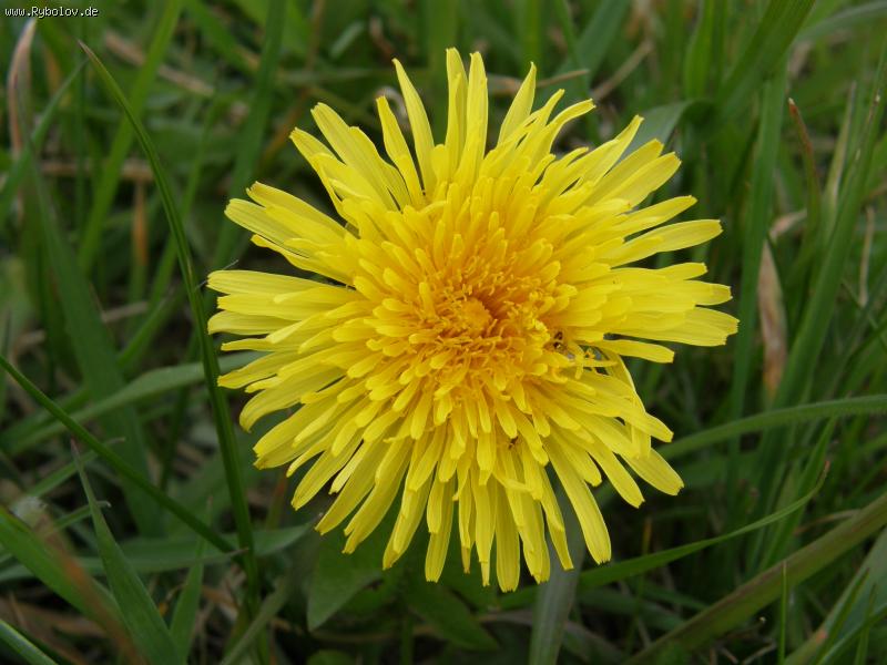 --�������� - ������� (����������)