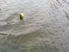 ��������� ��� ������ � ���� ��������...? - ������� (����������)