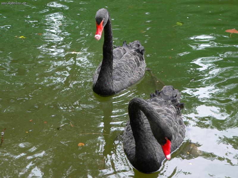 --����� - ������� (����������)