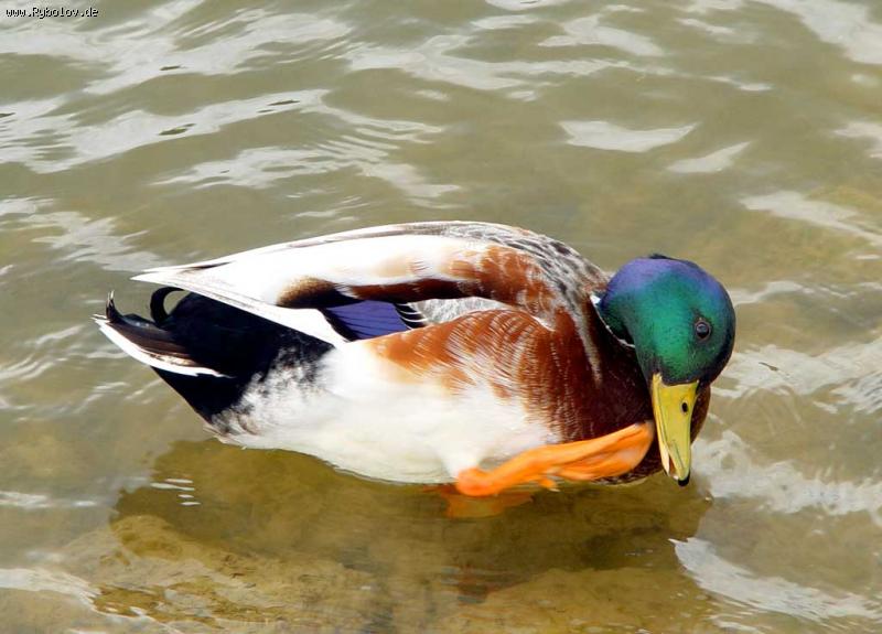 --�������� - ������� (����������)