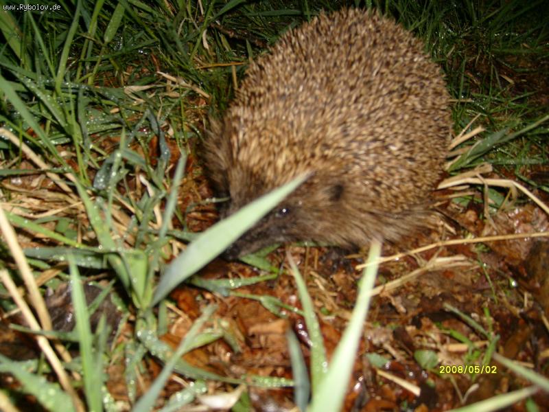 --������ ����� - ������� (����������)