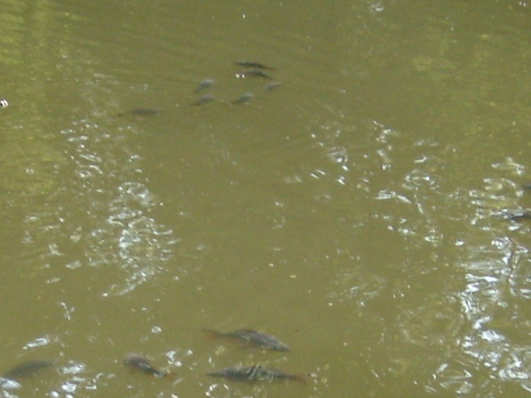 --����� �������� ������ ��������. - ������� (����������)