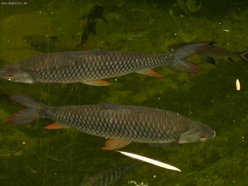 --��� ���� �������� ������ ���������... - ������� (����������)