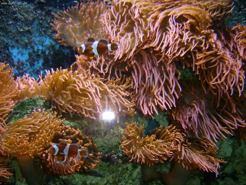 --nemo -  ()