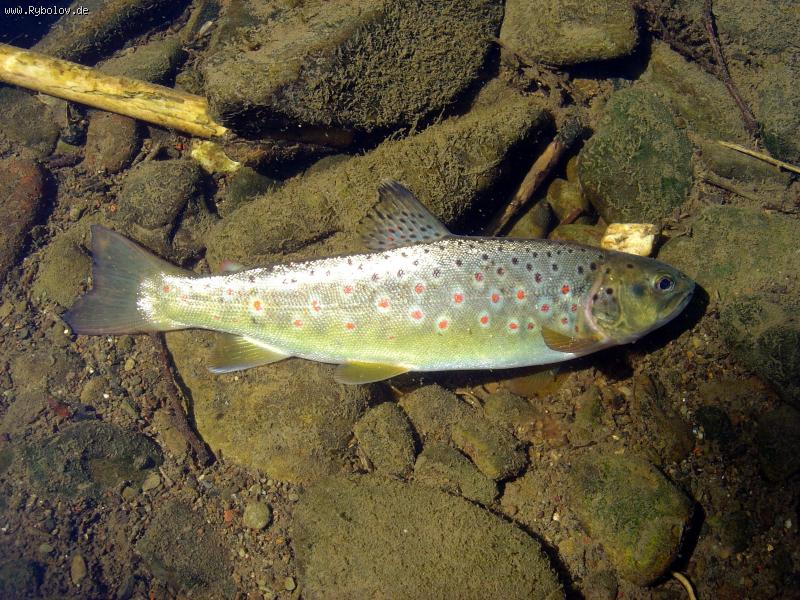 --������ ��������� - ������� (����������)