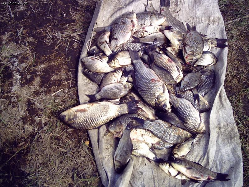 --��� ���������� ������, - ������� (����������)