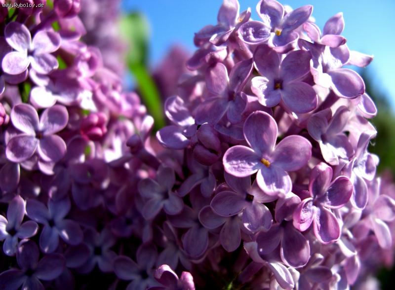 --��� ��������. - ������� (����������)