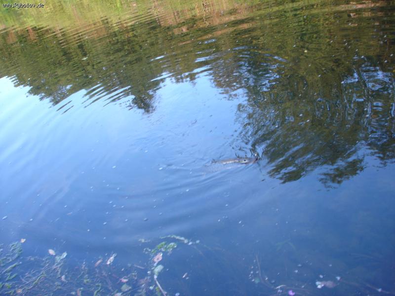 --эта щучка 82 см клюнула на вертушку нр. 1 ! - рыбалка (фотоальбом)