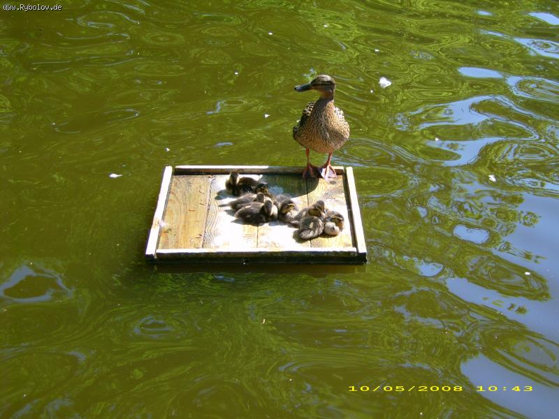 --...���� ���� �����������... - ������� (����������)