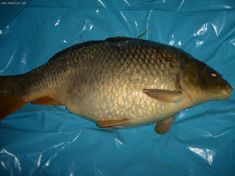 -- ������ ������� - ������� (����������)