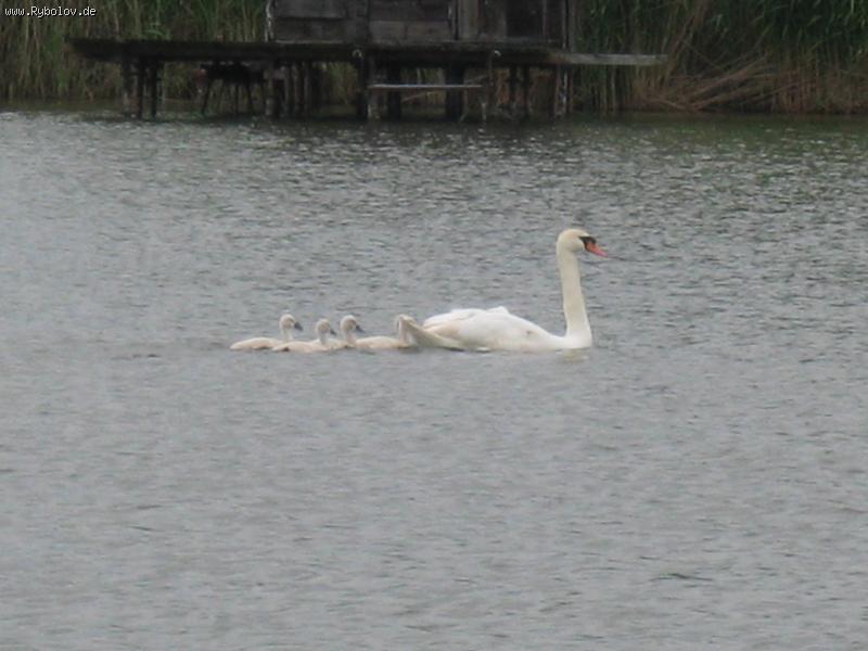 --������� - ������� (����������)