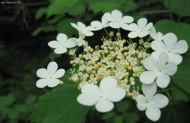 --�������. - ������� (����������)