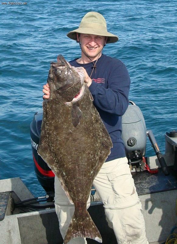 --halabut-������ - ������� (����������)