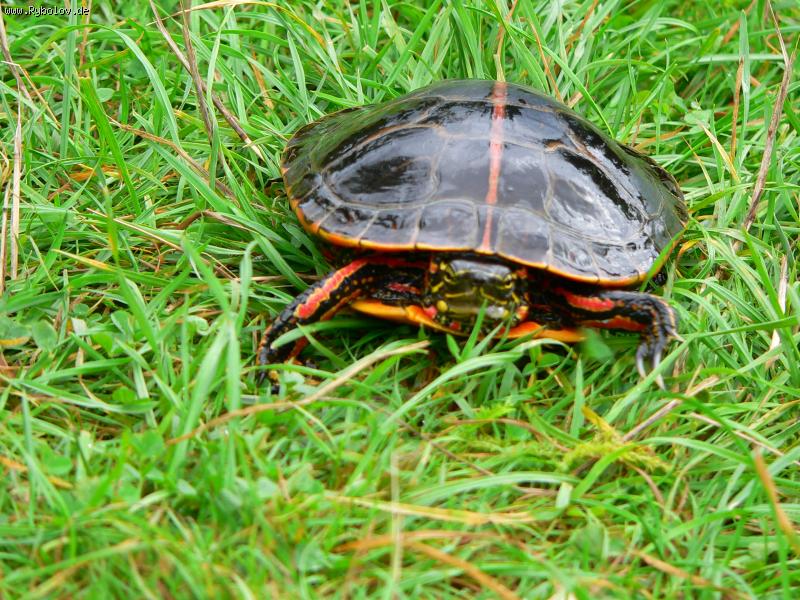 --���� �� �����. - ������� (����������)