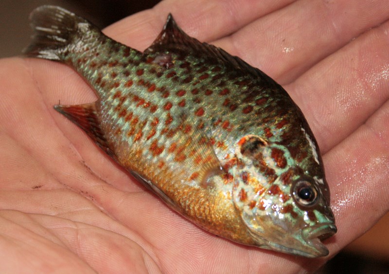 --�������������� �����. - ������� (����������)