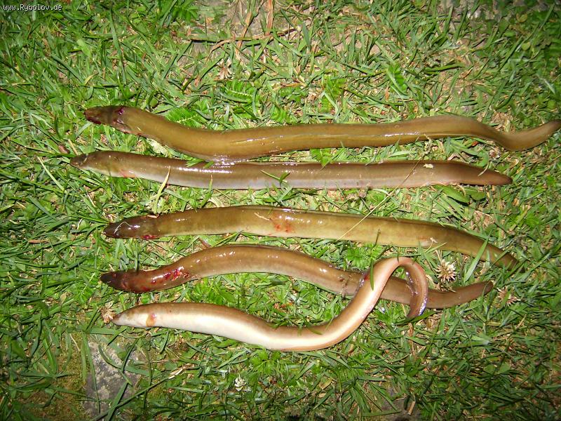 --����� � ����� - ������� (����������)