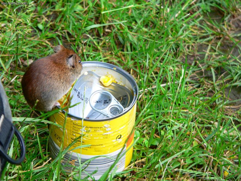 --�������������. - ������� (����������)