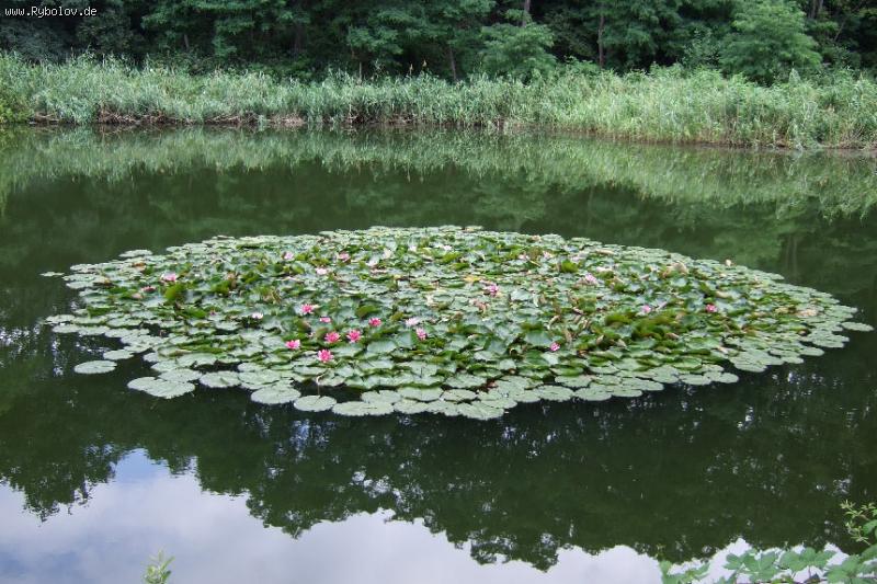 --��������� - ������� (����������)