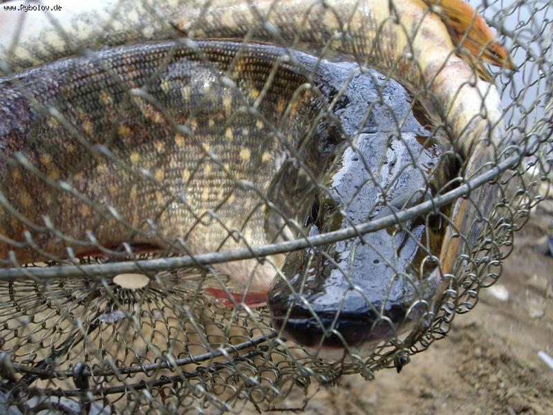 --�� ������� ����� �� ����� ���� - ������� (����������)