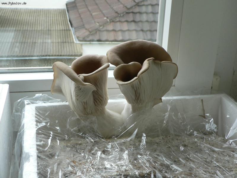 --� �� ������������ ������ �����. - ������� (����������)