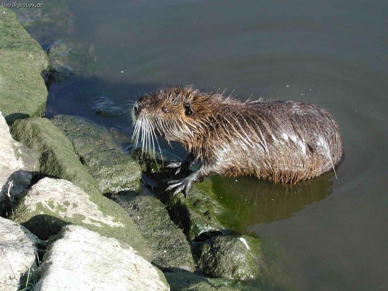 --� ��� �����! - ������� (����������)